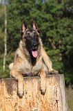 MALINOIS 008